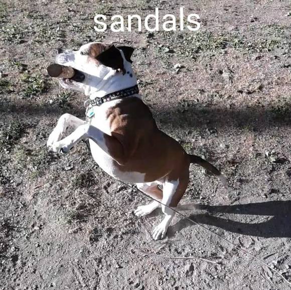 bensandals2016